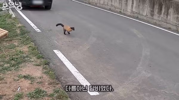대참사난 고양이 유튜버 - FM코리아 인기글 이미지 6 - 밈카세