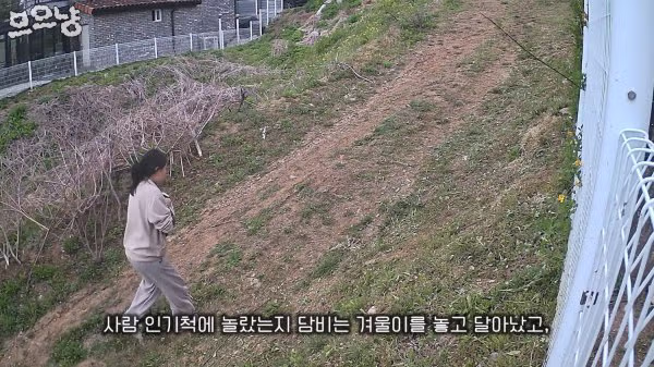 대참사난 고양이 유튜버 - FM코리아 인기글 이미지 7 - 밈카세