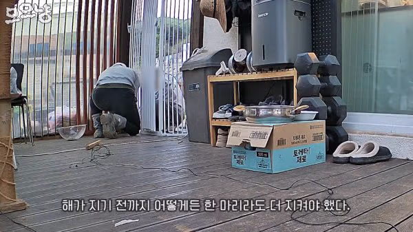 대참사난 고양이 유튜버 - FM코리아 인기글 이미지 8 - 밈카세