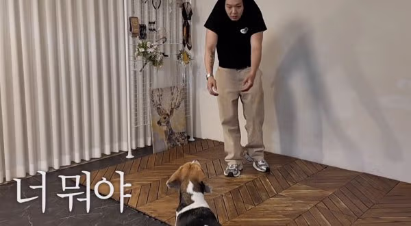 난이도 최상급이라는 비글과 사진 찍기 도전 - 뽐뿌 인기글 이미지 6 - 밈카세