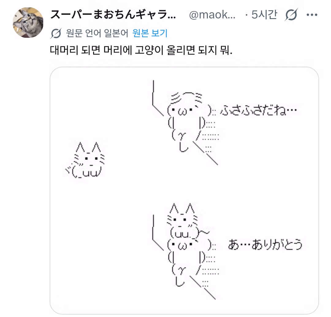 고양이 키우는 탈모인에게 - 클리앙 인기글 이미지 2 - 밈카세