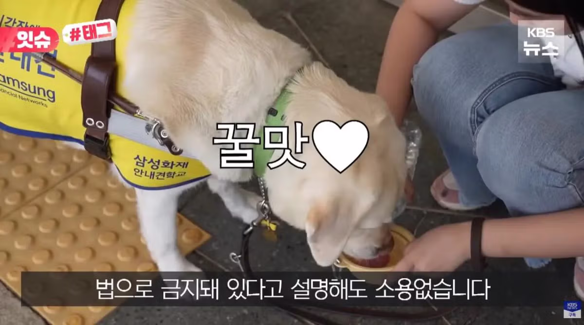 안내견 입장을 거부한 사유지 캠핑장 사건 - 더쿠 인기글 이미지 6 - 밈카세