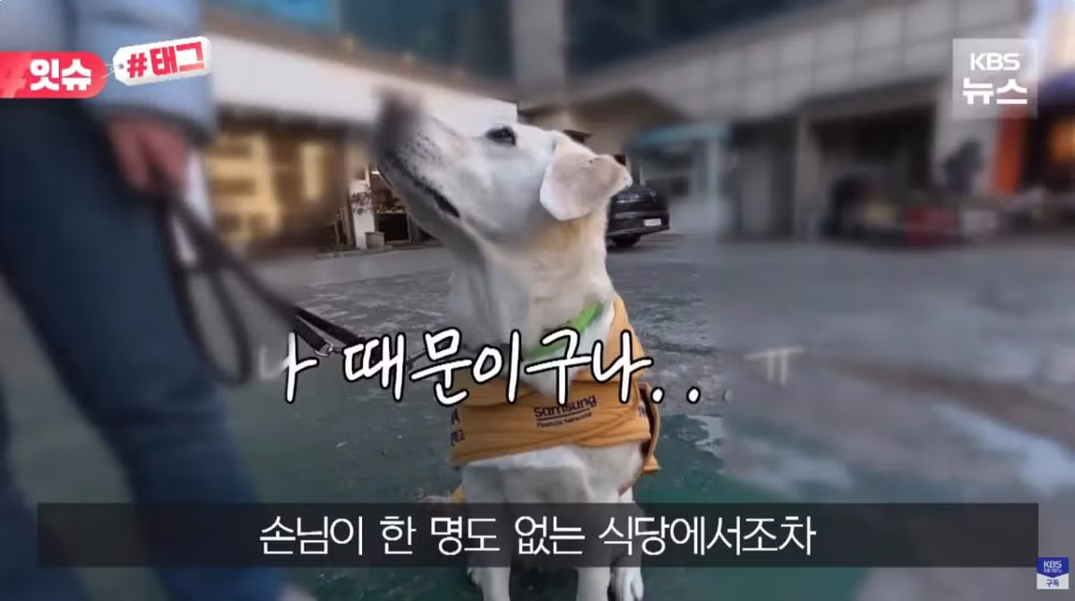 안내견 입장을 거부한 사유지 캠핑장 사건 - 더쿠 인기글 이미지 10 - 밈카세