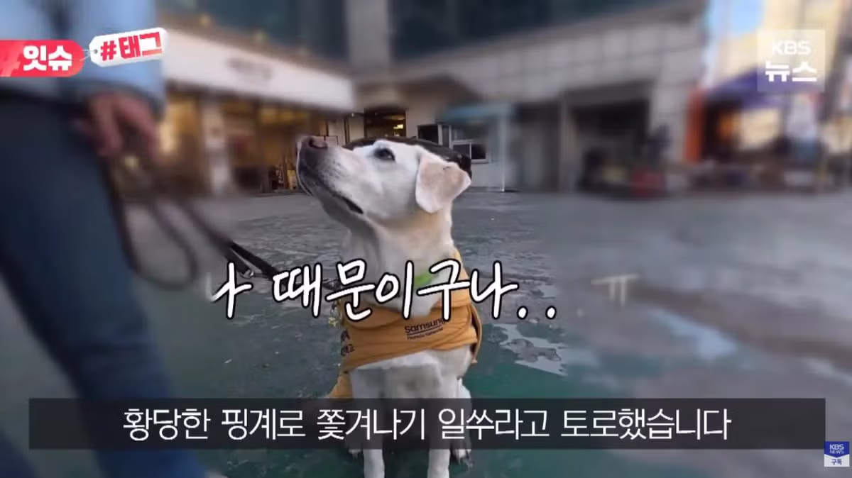 안내견 입장을 거부한 사유지 캠핑장 사건 - 더쿠 인기글 이미지 11 - 밈카세