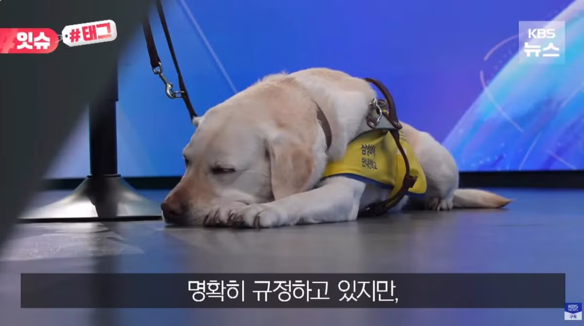안내견 입장을 거부한 사유지 캠핑장 사건 - 인벤 인기글 이미지 16 - 밈카세