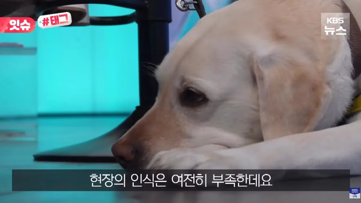 안내견 입장을 거부한 사유지 캠핑장 사건 - 인벤 인기글 이미지 17 - 밈카세