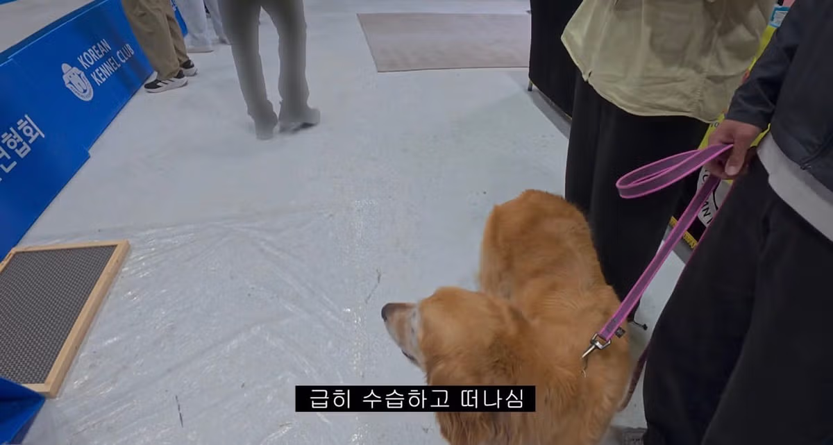 도그쇼 협회 관계자의 충격적인 발언 - MLB파크 인기글 이미지 4 - 밈카세