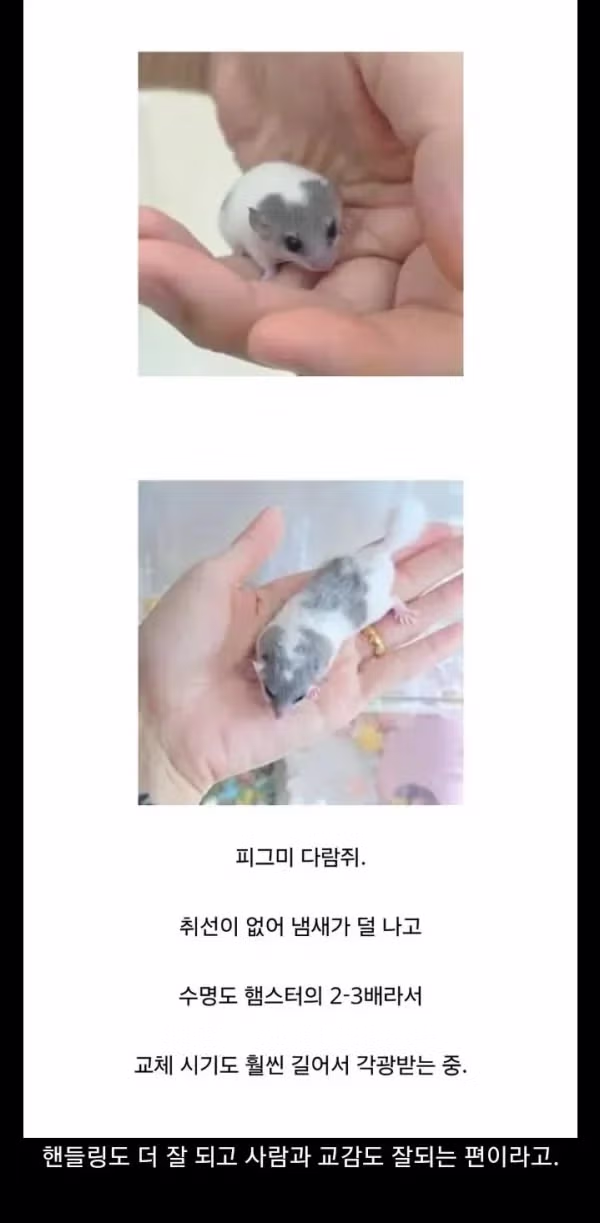 국내에서 햄스터의 인기를 대체하고 있는 동물 - FM코리아 인기글 이미지 1 - 밈카세