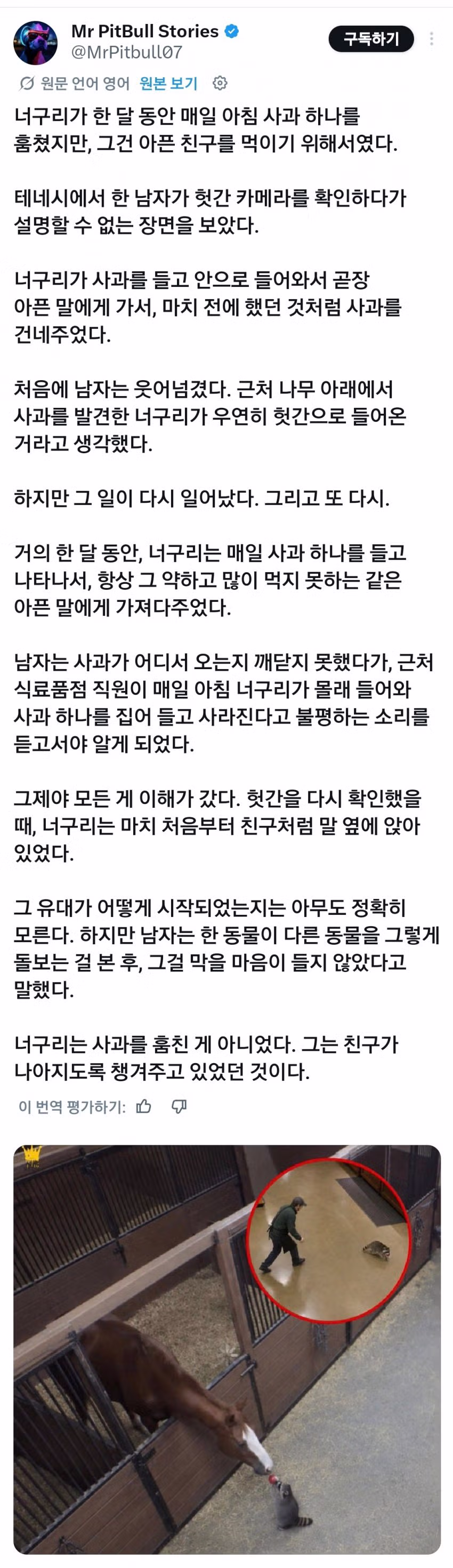 말과 너구리의 특별한 우정 - 보배드림 인기글 이미지 1 - 밈카세