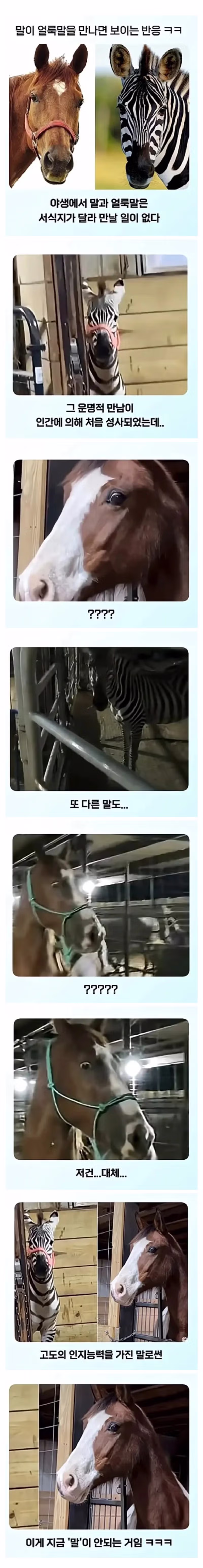 얼룩말을 처음 본 말 - 더쿠 인기글 이미지 1 - 밈카세
