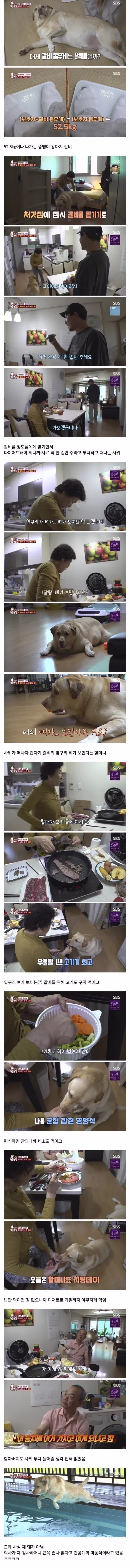 비만견 다이어트 식단을 부탁받은 장모님 - 뽐뿌 인기글 이미지 1 - 밈카세