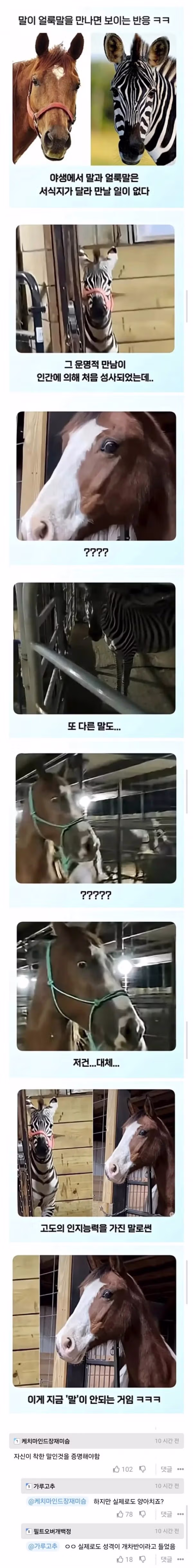 얼룩말을 처음 본 말의 반응 - 뽐뿌 인기글 이미지 1 - 밈카세