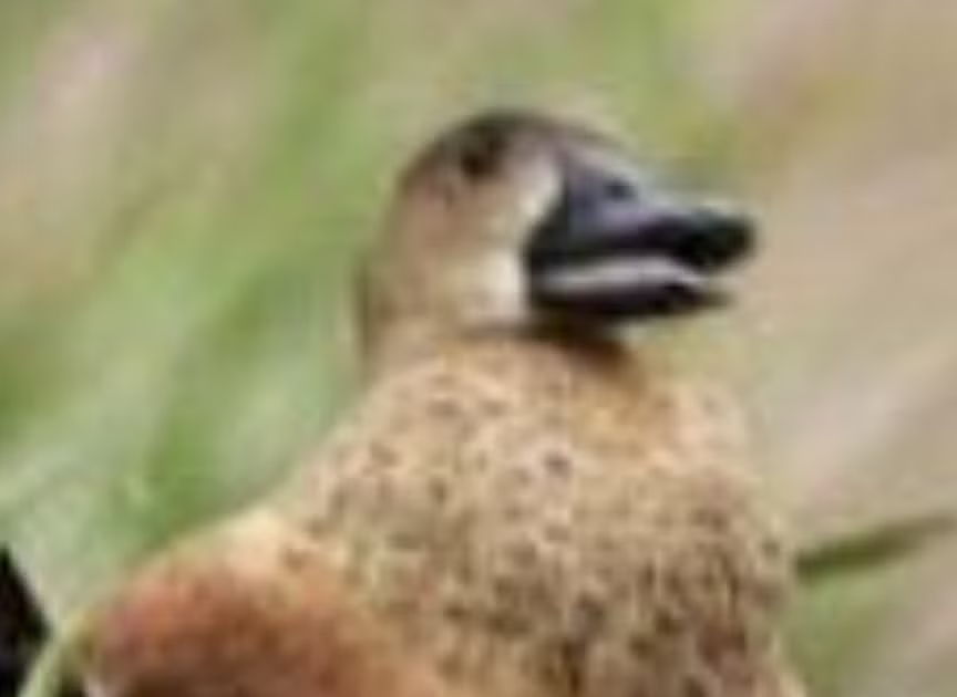 사진 속 오리를 먹는걸로 오해 받는 넓적부리황새 jpg. 3