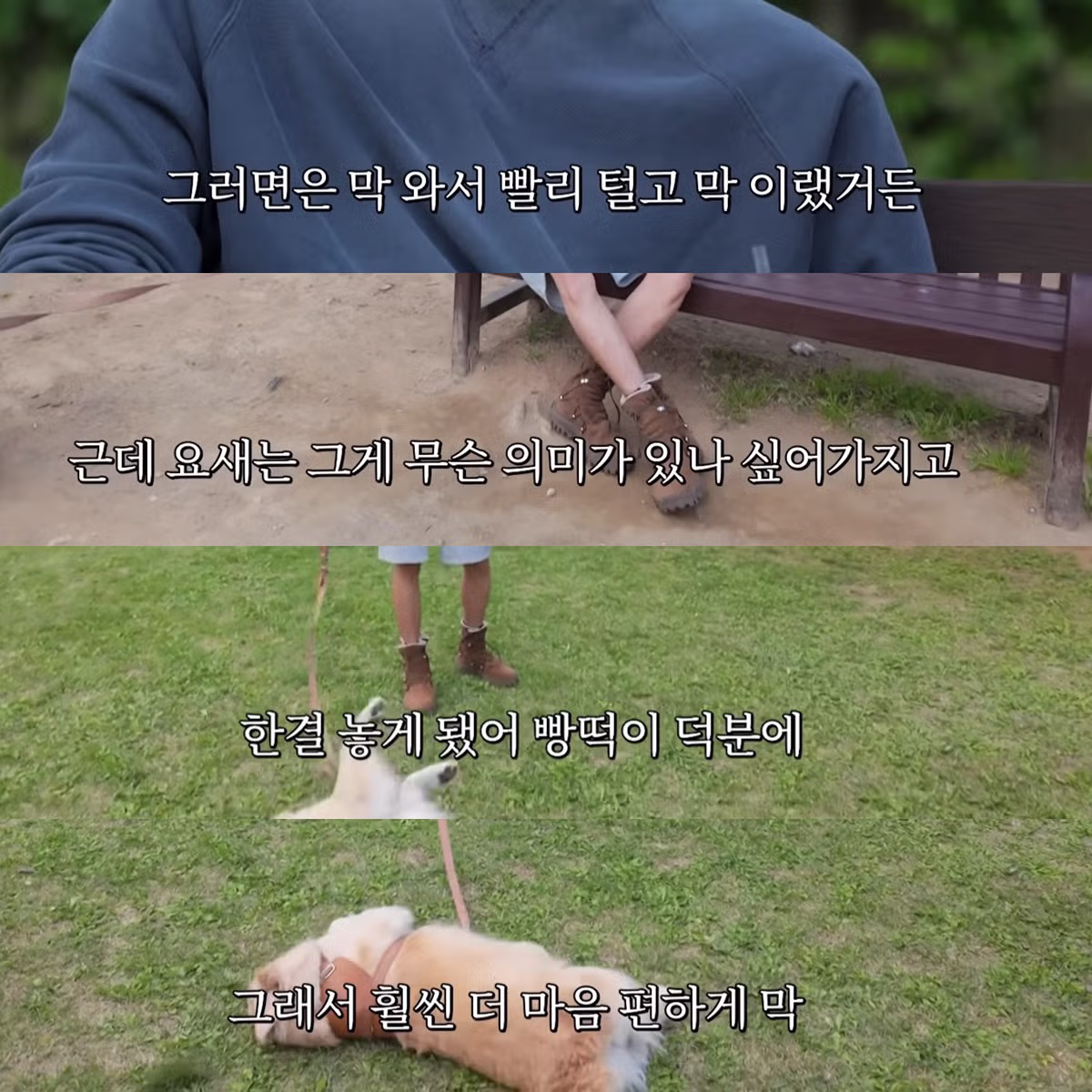 리트리버와 함께하면 예민함이 줄어든다는 주우재 - 디시인사이드 인기글 이미지 2 - 밈카세