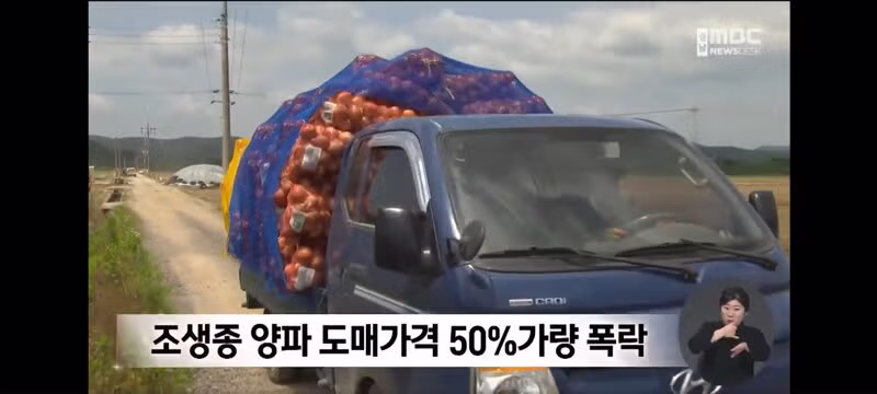 양파 가격 폭락으로 인한 농민들의 분노 - 보배드림 인기글 이미지 1 - 밈카세
