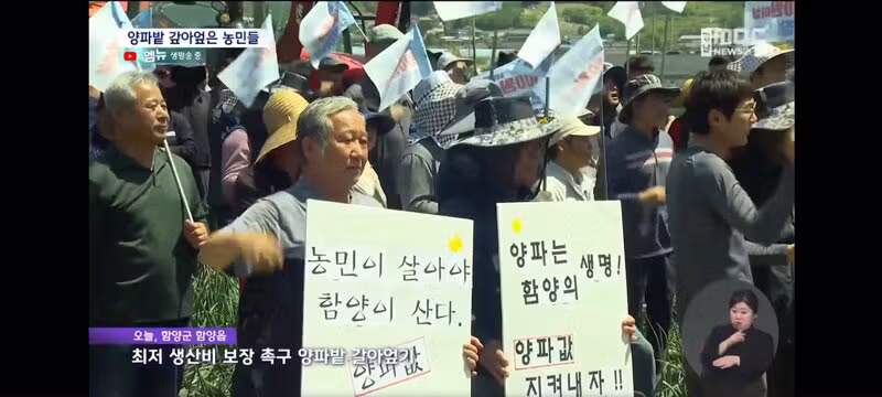 양파 가격 폭락으로 인한 농민들의 분노 - 보배드림 인기글 이미지 2 - 밈카세