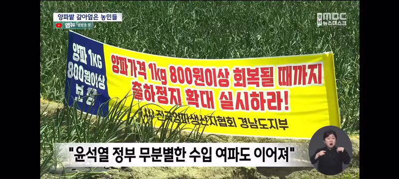 양파 가격 폭락으로 인한 농민들의 분노 - 보배드림 인기글 이미지 4 - 밈카세