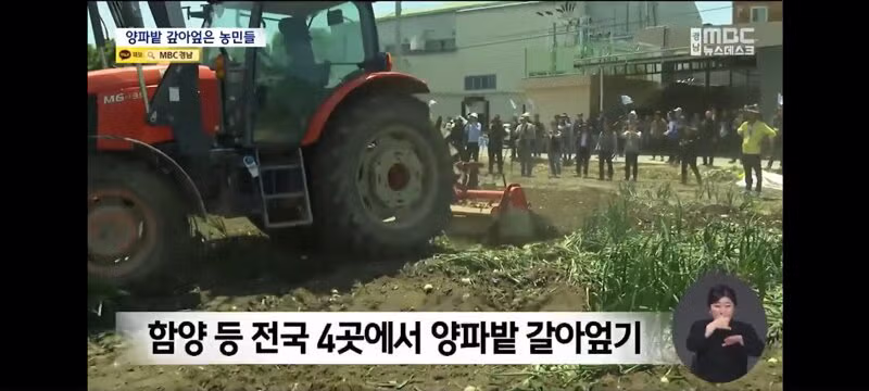 양파 가격 폭락으로 인한 농민들의 분노 - 보배드림 인기글 이미지 5 - 밈카세