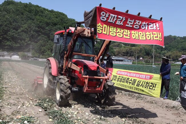 양파 가격 폭락으로 인한 농민들의 분노 - 보배드림 인기글 이미지 6 - 밈카세