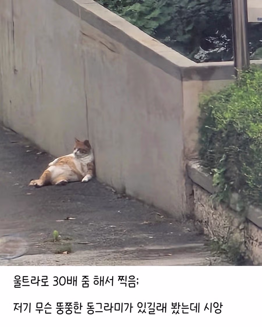 울아파트 애옹이 봐ㅠ.jpg 2