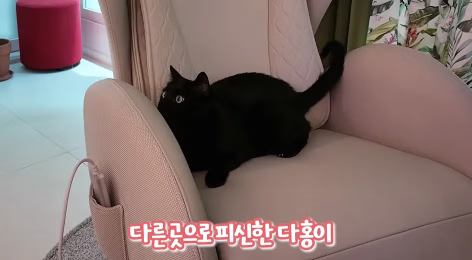 박수홍의 반려묘 다홍이 근황 - 개드립 인기글 이미지 3 - 밈카세