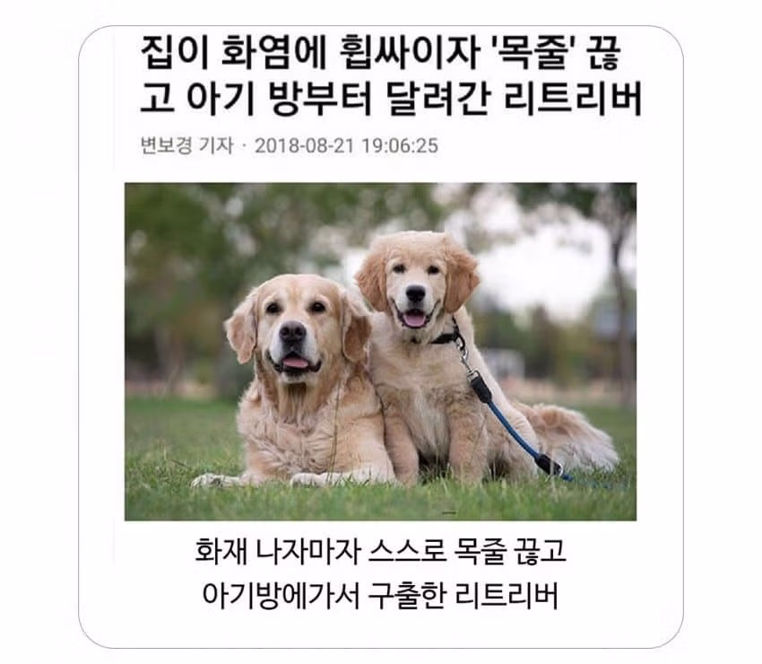 집에 불이 났을 때 반려동물의 반응 - 뽐뿌 인기글 이미지 1 - 밈카세