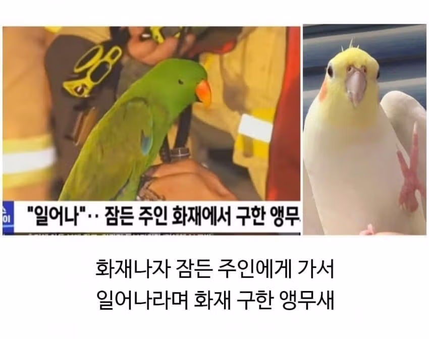 집에 불이 났을 때 반려동물의 반응 - 뽐뿌 인기글 이미지 2 - 밈카세