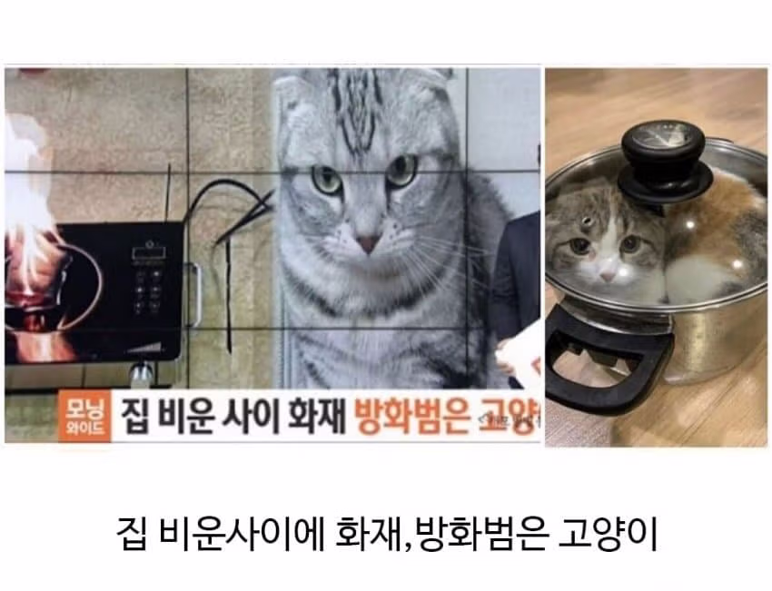 집에 불이 났을 때 반려동물의 반응 - 뽐뿌 인기글 이미지 3 - 밈카세
