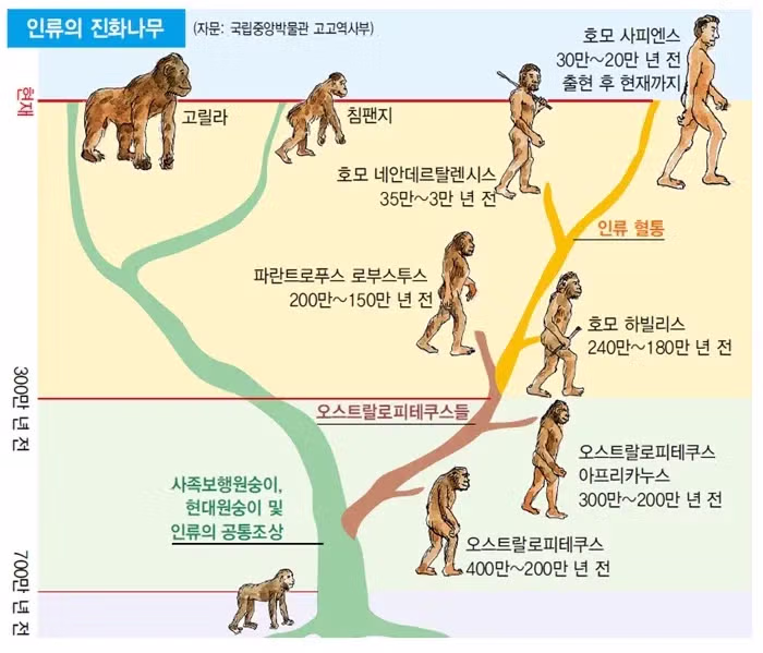 요즘 교과서에서 사라진 인류의 진화 과정 그림 - 더쿠 인기글 이미지 2 - 밈카세