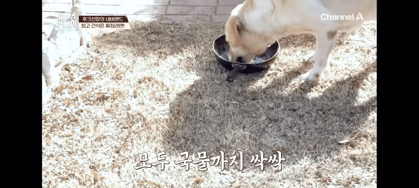 개 사료는 몸에 안좋다는 견주...jpg - 더쿠 인기글 이미지 8 - 밈카세