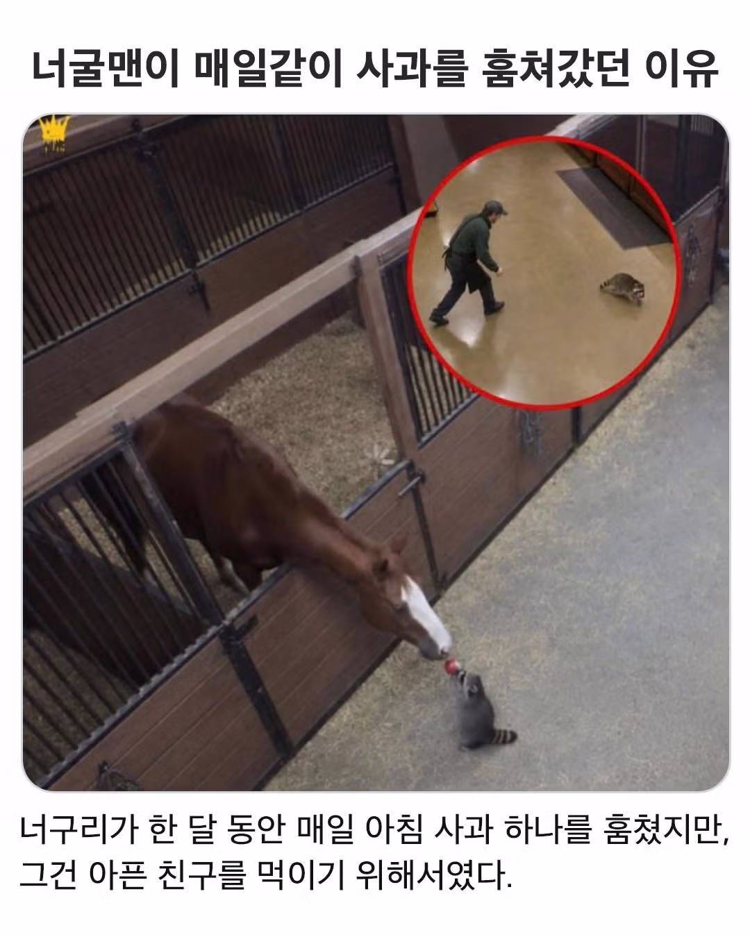 너굴맨이 매일 사과를 훔쳐갔던 충격적인 이유 - 더쿠 인기글 이미지 1 - 밈카세