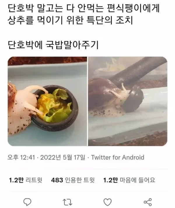 달팽이조차 좋아하는 한국인의 소울푸드 - 더쿠 인기글 이미지 1 - 밈카세