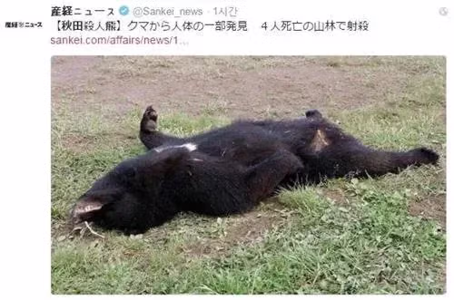 지리산 반달곰 복원 단계를 넘어 공존하는 방법 찾기 - 개드립 인기글 이미지 2 - 밈카세