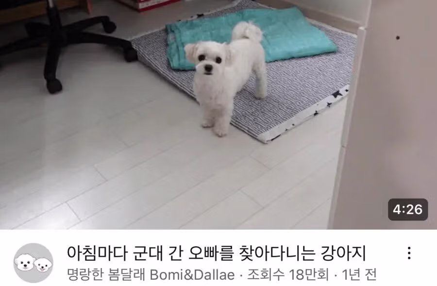 군대 간 오빠를 기다린 강아지의 모습 - 더쿠 인기글 이미지 1 - 밈카세