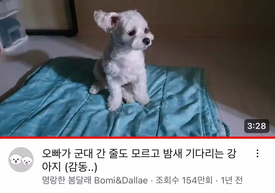 군대 간 오빠를 기다린 강아지의 모습 - 더쿠 인기글 이미지 2 - 밈카세