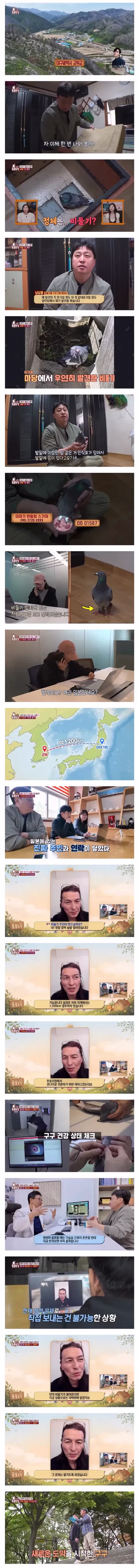 1200km를 날아 한국에 도착한 일본발 비둘기 - 인벤 인기글 이미지 1 - 밈카세