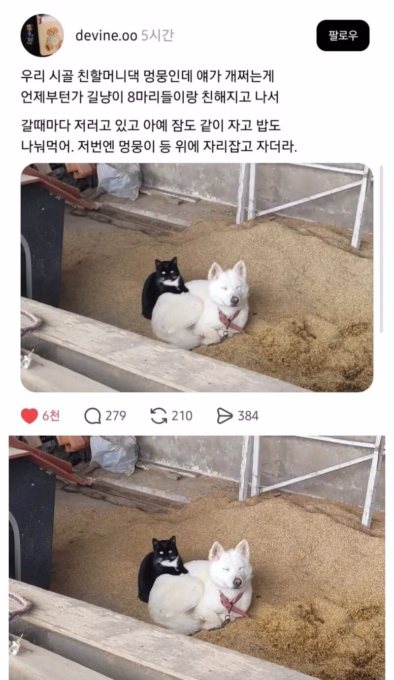 길냥이들이랑 짱친 맺은 멍뭉이 - 더쿠 인기글 이미지 1 - 밈카세