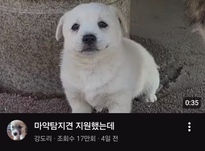 야심차게 공무원 지원했는데 쉬었음강아지 됨 - 웃대 인기글 이미지 1 - 밈카세