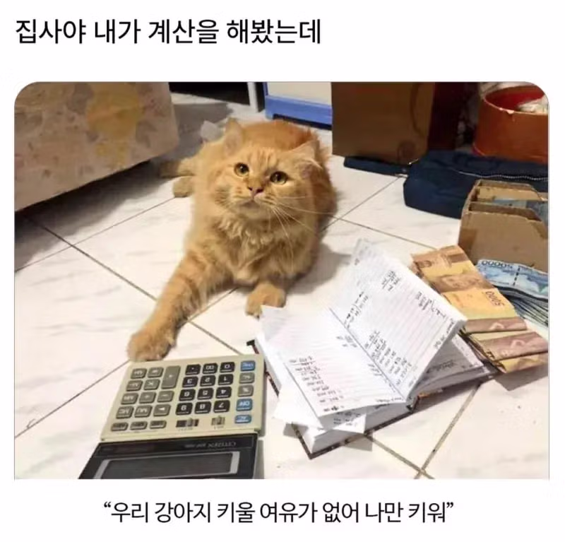 고양이가 직접 계산해 본 집사에게 바라는 점 - 더쿠 인기글 이미지 1 - 밈카세