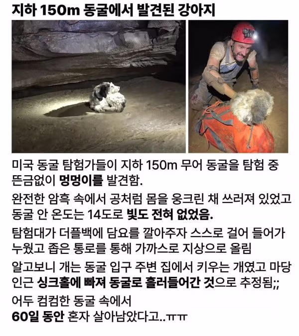 지하 150m 동굴에서 구조된 강아지 - SLR클럽 인기글 이미지 1 - 밈카세