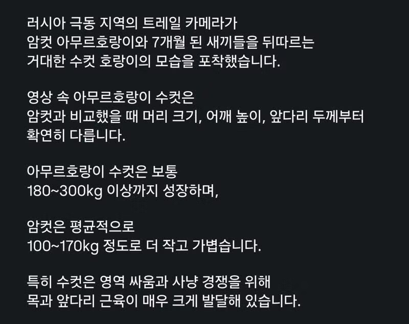 러시아에서 포착된 호랑이 가족의 모습 - 디시인사이드 인기글 이미지 1 - 밈카세