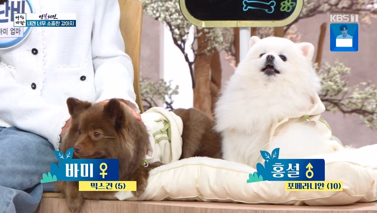 실시간 아침마당 초호화 역대급 개스트 등장으로 논란ㄷㄷㄷ 3