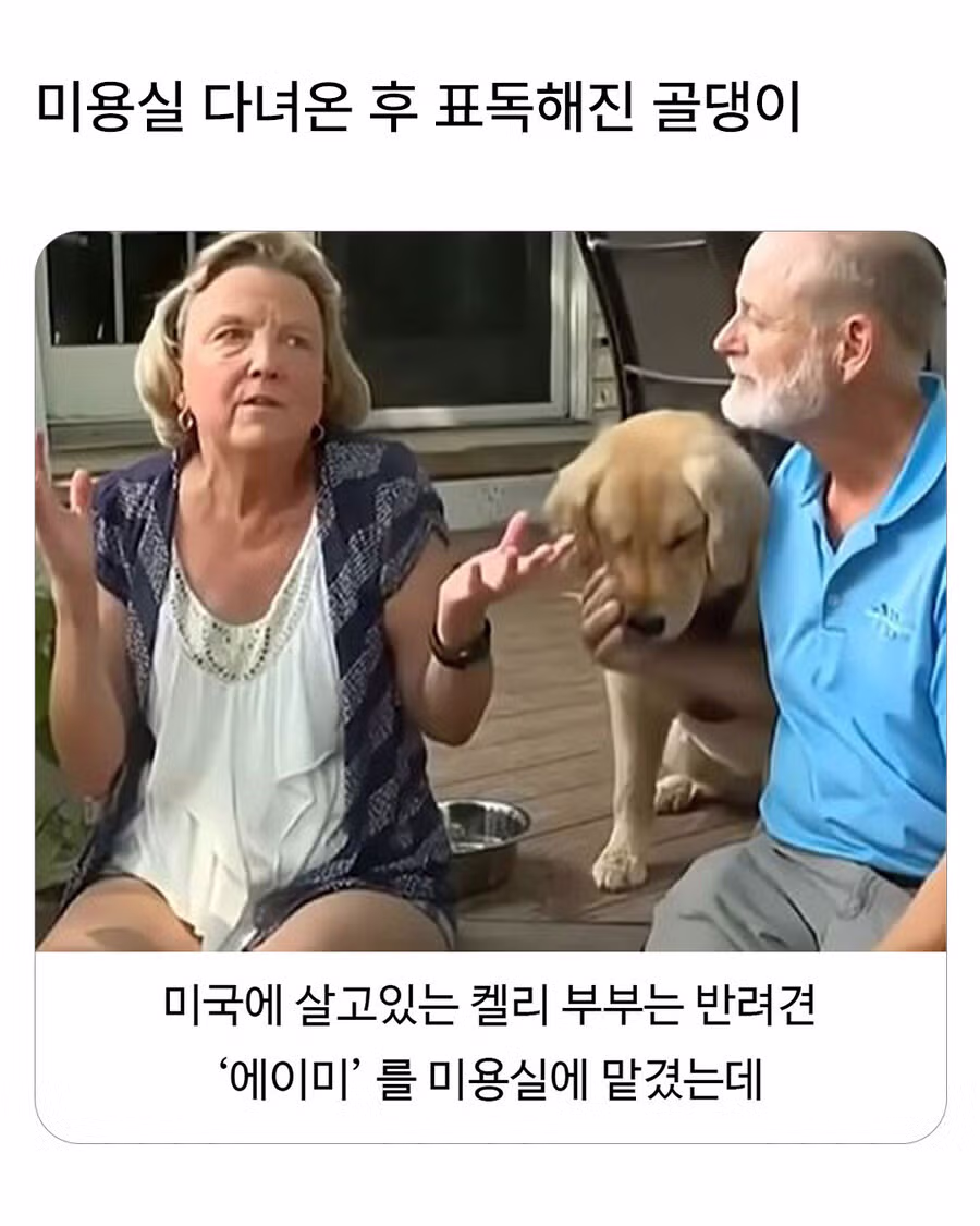 미용실 다녀와서 표독해진 골든리트리버 - 웃대 인기글 이미지 1 - 밈카세