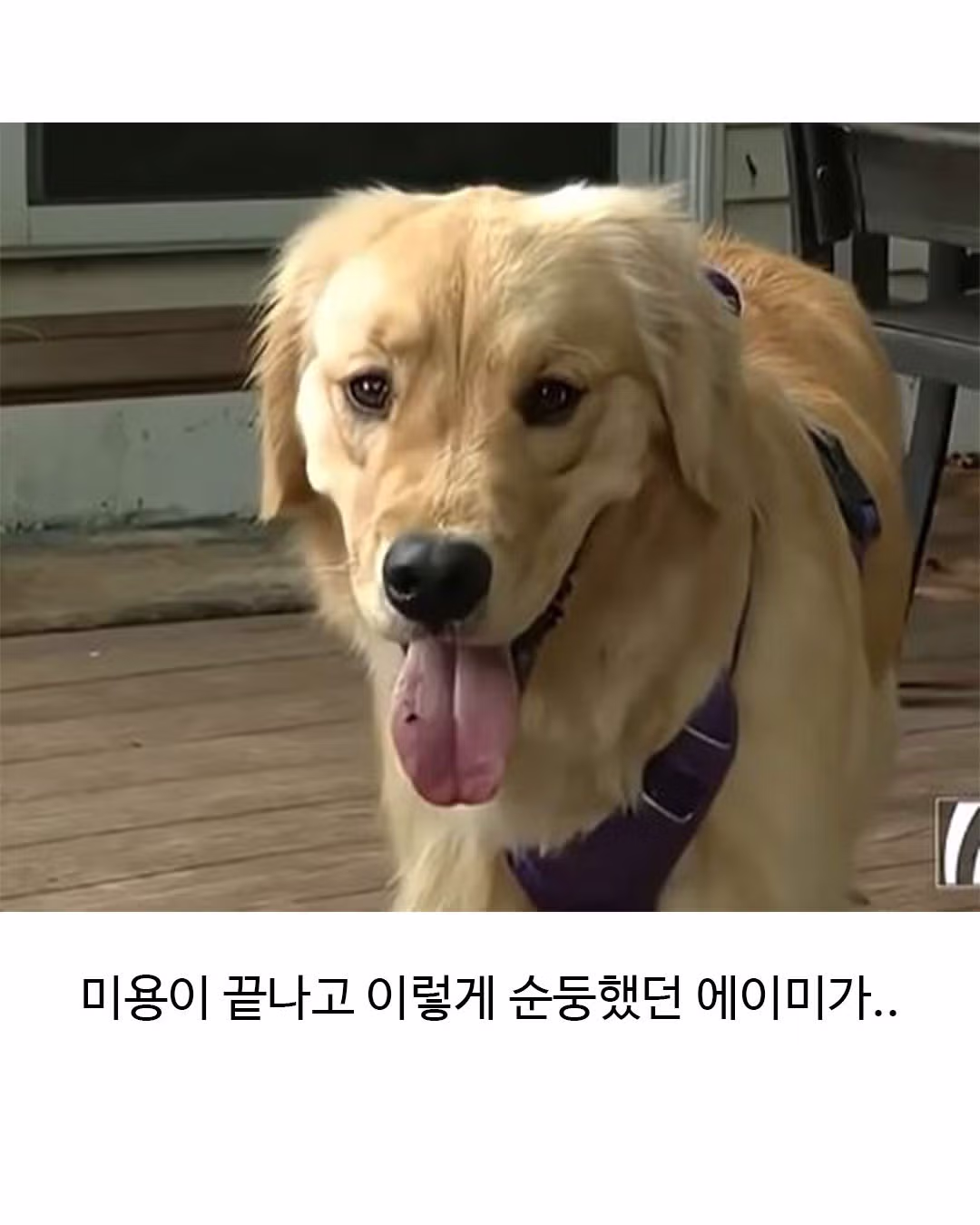 미용실 다녀와서 표독해진 골든리트리버 - 웃대 인기글 이미지 2 - 밈카세