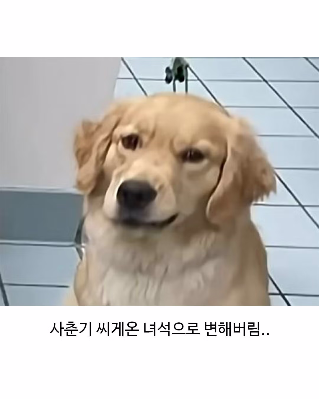 미용실 다녀와서 표독해진 골든리트리버 - 웃대 인기글 이미지 3 - 밈카세