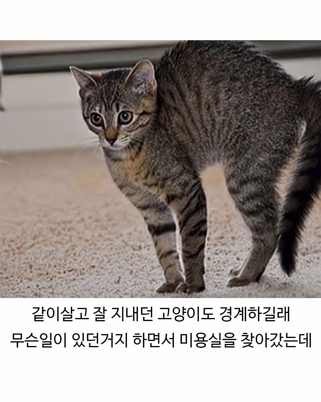 미용실 다녀와서 표독해진 골든리트리버 - 웃대 인기글 이미지 5 - 밈카세