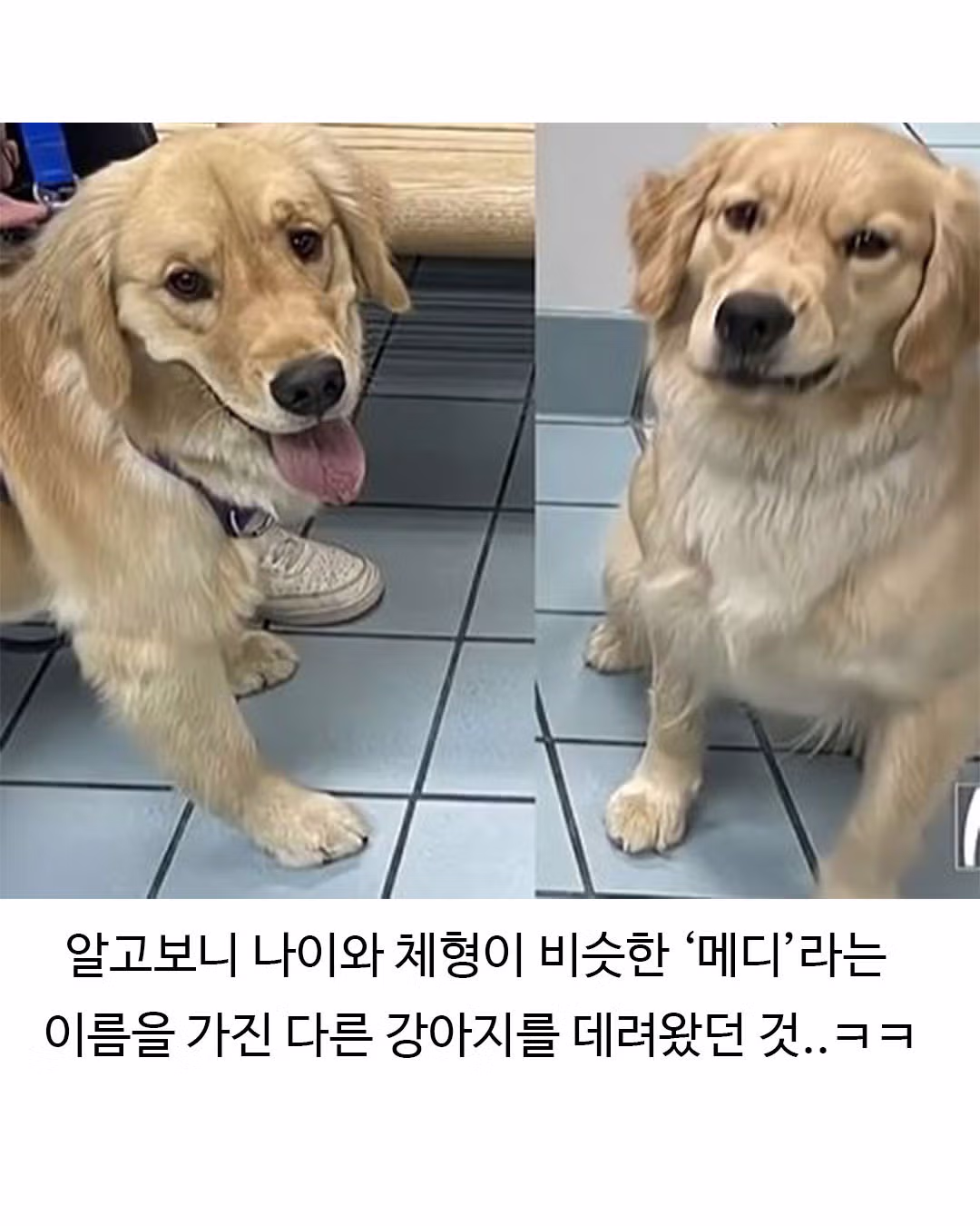미용실 다녀와서 표독해진 골든리트리버 - 웃대 인기글 이미지 6 - 밈카세
