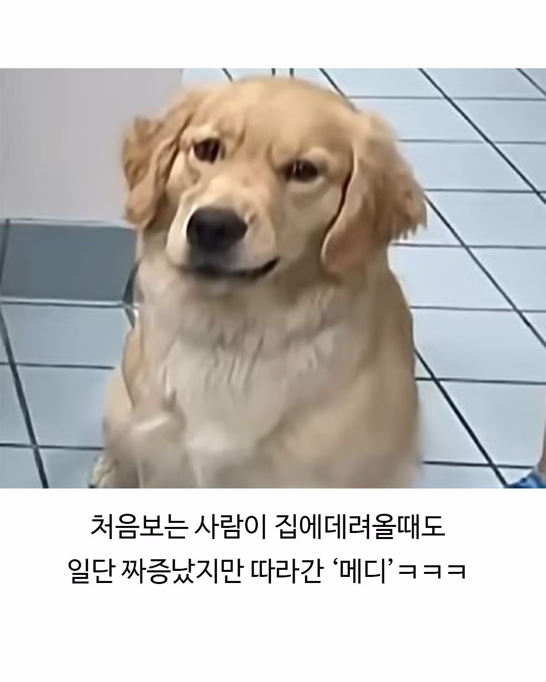 미용실 다녀와서 표독해진 골든리트리버 - 웃대 인기글 이미지 7 - 밈카세