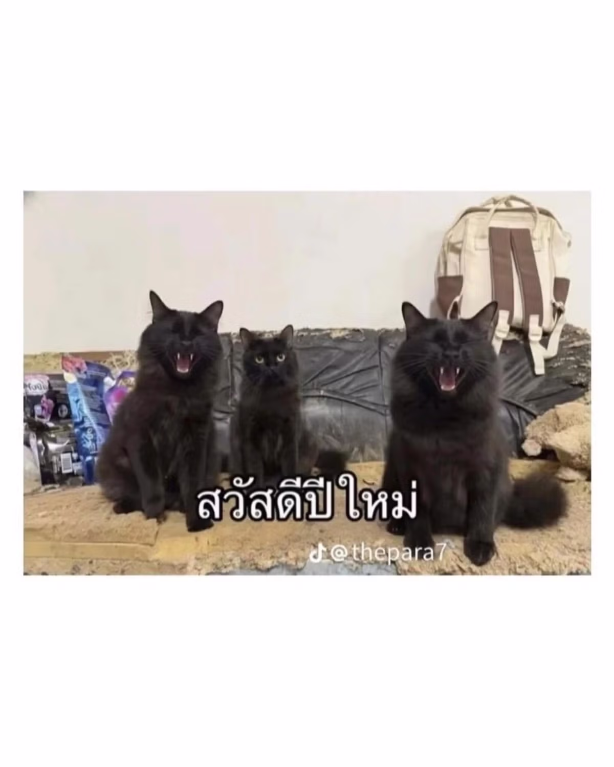 고양이를 잃어버린 태국인의 반전 결말 - 인스티즈 인기글 이미지 5 - 밈카세