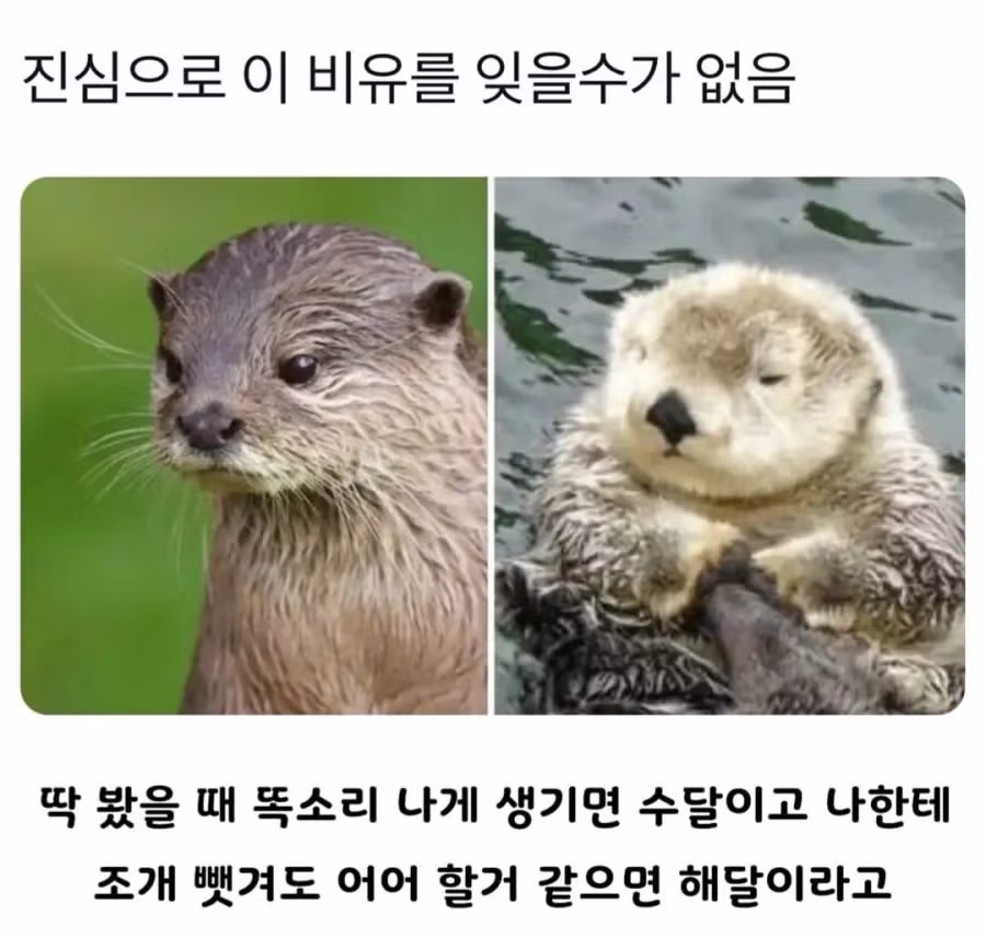 잊을 수 없는 역대급 비유 - 뽐뿌 인기글 이미지 1 - 밈카세